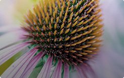 Echinacea